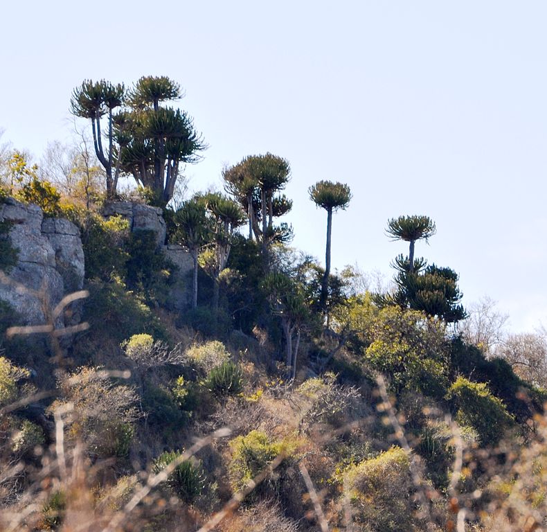 Euphorbia Confinalis